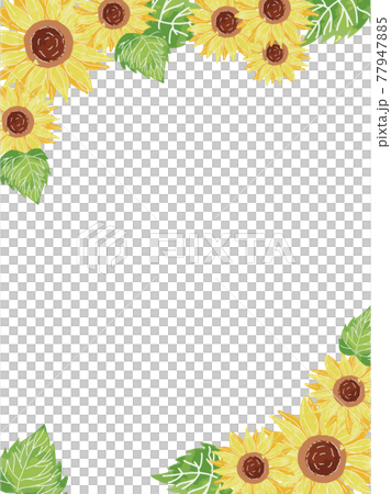 ひまわりの手書き水彩ハガキフレーム 77947885