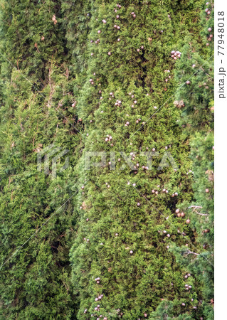Leaves and cones of a Juniper tree evergreen Leaves and cones of a Juniper tree evergreen 77948018