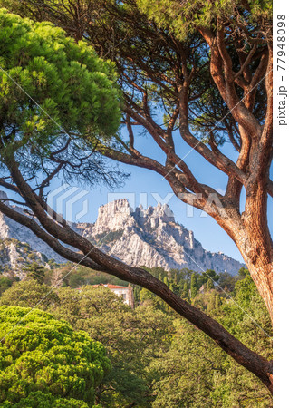 Green old cedar tree with long needles on a background of mountains in cloudy day. Freshness, nature, concept. Pinus pinea 77948098