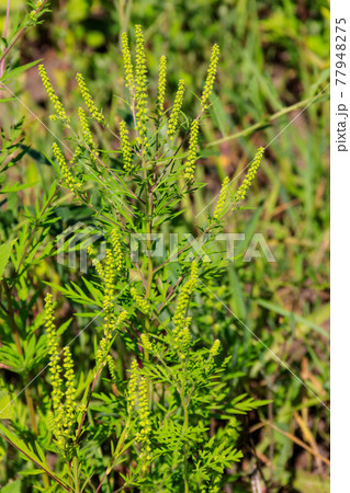 Ragweed plants (Ambrosia artemisiifolia) causing allergy 77948275