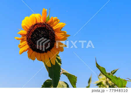 Yellow decorative sunflower in a garden Yellow decorative sunflower in a garden 77948310
