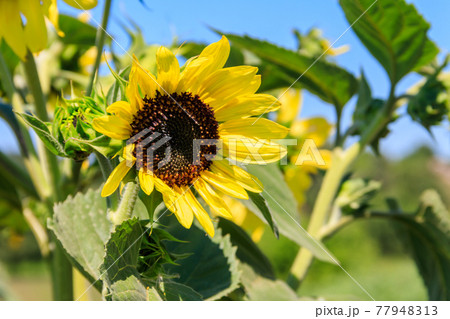 Yellow decorative sunflower in a garden 77948313
