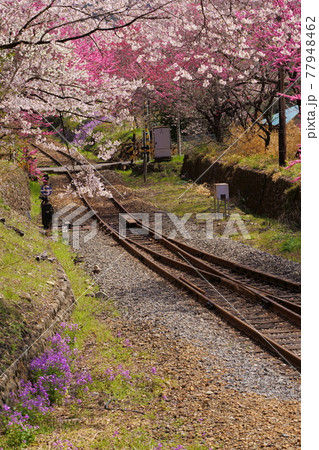 わたらせ渓谷鉄道　ごうど駅　桜　花もも　 77948462