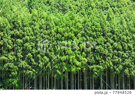 京都　北山杉 77948526