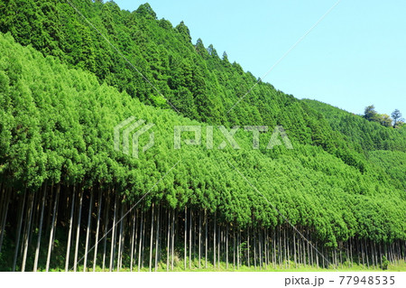 京都　北山杉 77948535