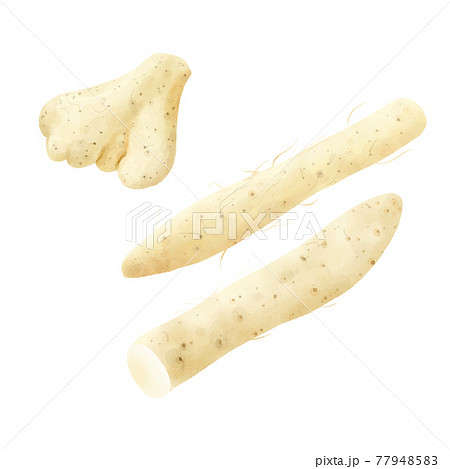 水彩タッチ　長芋と大和芋 77948583