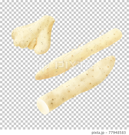 水彩タッチ　長芋と大和芋 77948583