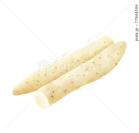 水彩タッチ　二本並んだ長芋 77948584