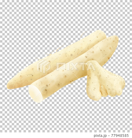 水彩タッチ　重ねて置かれた長芋と大和芋 77948585