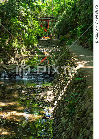 東京の都市風景 等々力渓谷 ゴルフ橋周辺の風景 77948675