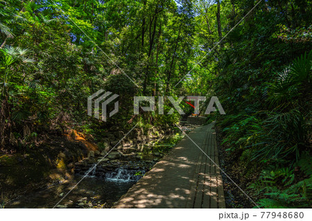 東京の都市風景 等々力渓谷 ゴルフ橋周辺の風景 77948680