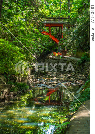 東京の都市風景 等々力渓谷 ゴルフ橋周辺の風景 77948681