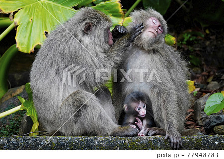 ヤクシマザルの親子 77948783