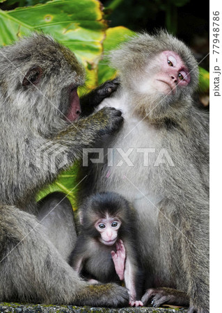 ヤクシマザルの親子 77948786