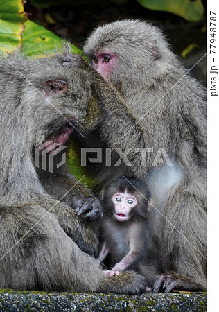 ヤクシマザルの親子 77948787