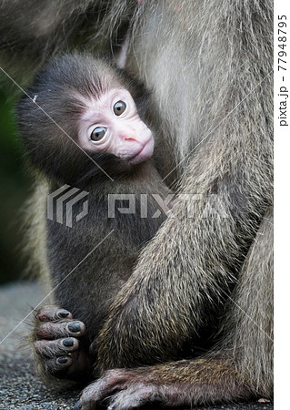 ヤクシマザルの親子 ヤクシマザルの親子 77948795