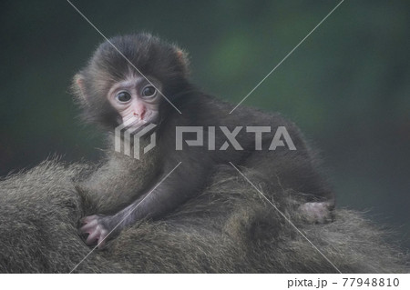 ヤクシマザルの親子 77948810