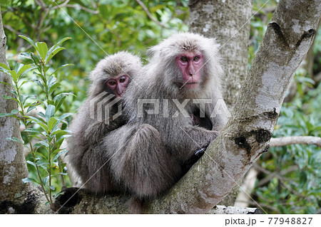 ヤクシマザル ヤクシマザル 77948827