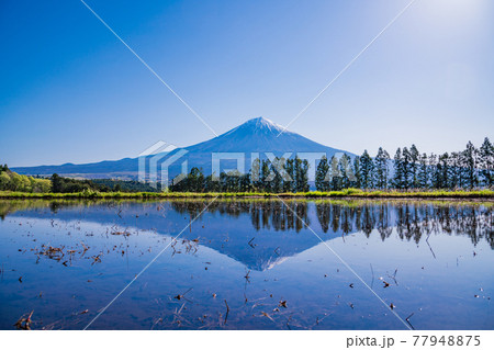 (静岡県)富士宮市 田んぼの逆さ富士 (静岡県)富士宮市 田んぼの逆さ富士 77948875