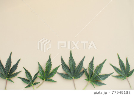 Cannabis leaves, marijuana pattern isolated on white background. 77949182