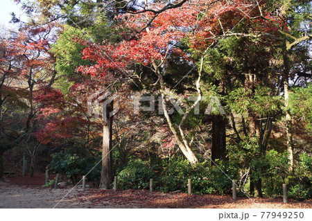 広島県 廿日市市 宮島町 紅葉谷公園の紅葉 広島県 廿日市市 宮島町 紅葉谷公園の紅葉 77949250
