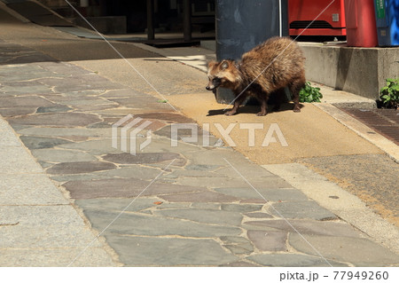 街中に現れた かわいい 人懐っこいたぬきの写真素材