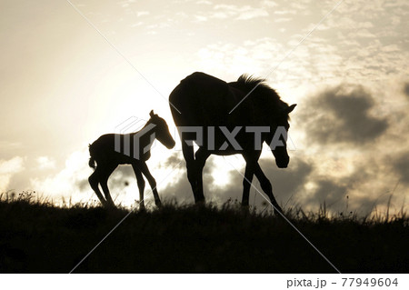 夕暮れのミサキウマ 夕暮れのミサキウマ 77949604