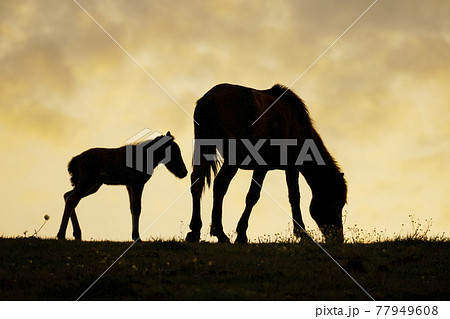 夕暮れのミサキウマ 77949608