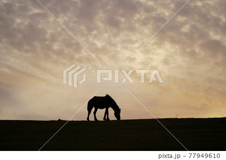 夕暮れのミサキウマ 夕暮れのミサキウマ 77949610