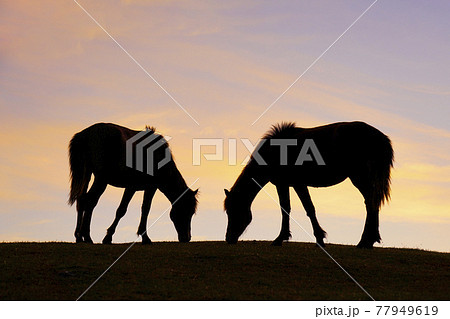 夕暮れのミサキウマ 夕暮れのミサキウマ 77949619