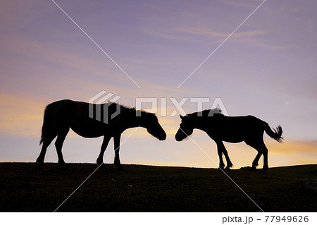 夕暮れのミサキウマ 77949626