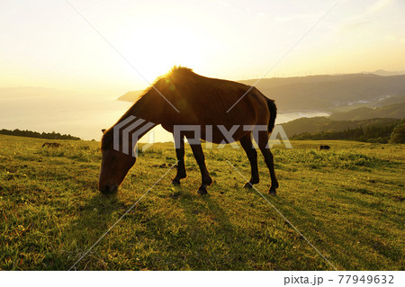 夕暮れのミサキウマ 77949632