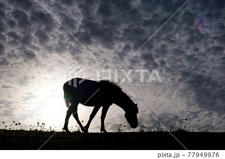 うろこ雲の下のミサキウマ 77949976