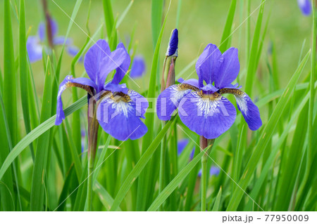アヤメ (菖蒲) アヤメ (菖蒲) 77950009