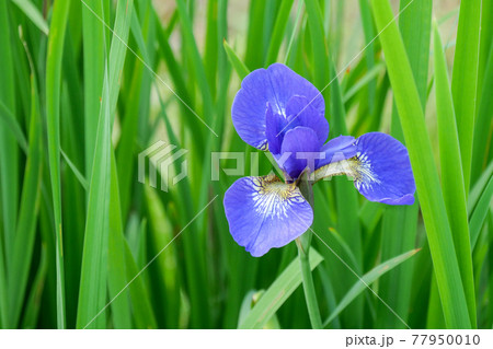 アヤメ (菖蒲) アヤメ (菖蒲) 77950010