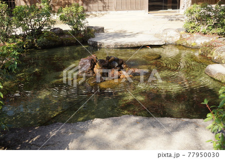 広島県 廿日市市 宮島町 紅葉谷公園の池 77950030