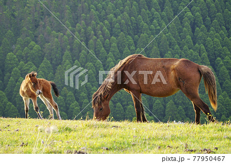 ミサキウマの親子 ミサキウマの親子 77950467
