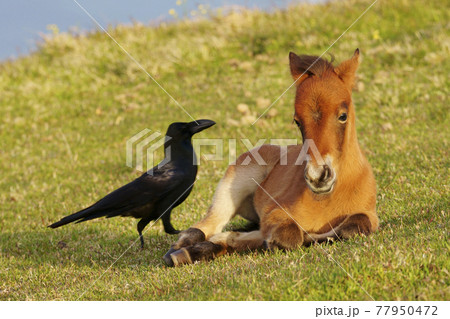 ミサキウマの子どもとカラス 77950472