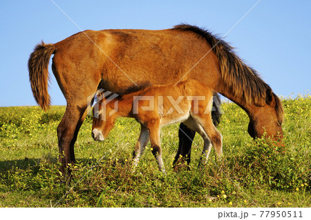 ミサキウマの親子 77950511