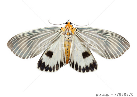 closeup beautiful butterfly isolated on white background closeup beautiful butterfly isolated on white background 77950570