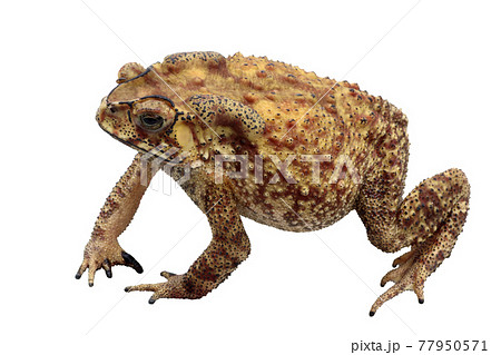 Asian common toad isolated on white background 77950571