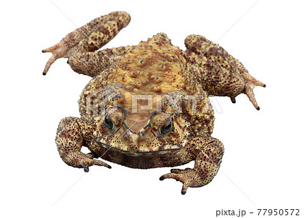 Asian common toad isolated on white background Asian common toad isolated on white background 77950572