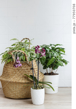 House plants on the table 77950708