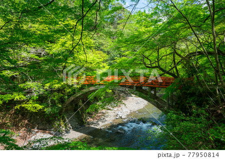京都　西明寺の指月橋（しげつきょう）と新緑 77950814