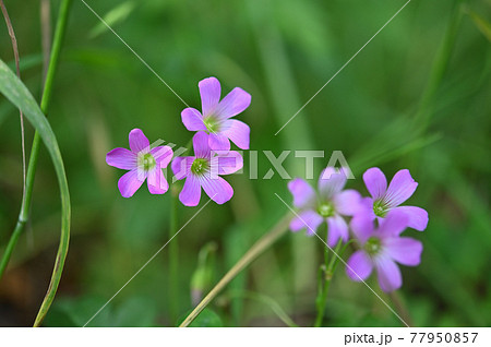 (フラワーツーリズム)草むらのムラサキカタバミ (フラワーツーリズム)草むらのムラサキカタバミ 77950857