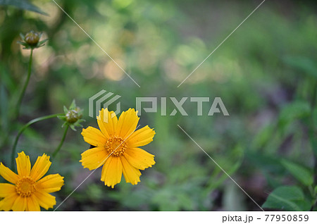 (フラワーツーリズム)草むらのキバナ (フラワーツーリズム)草むらのキバナ 77950859