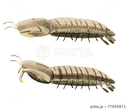 シャコ　水彩風 77950871