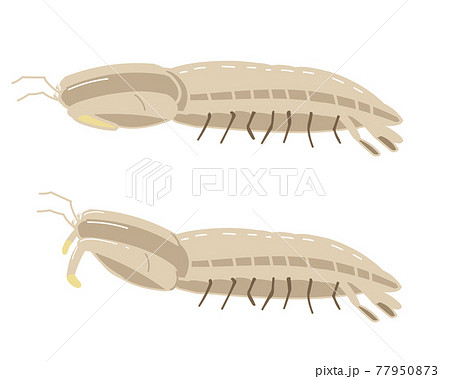 シャコ　線無し 77950873