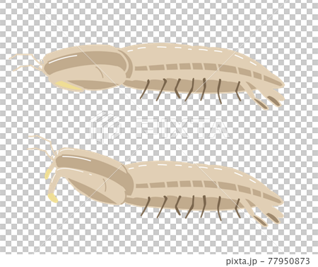 シャコ　線無し 77950873