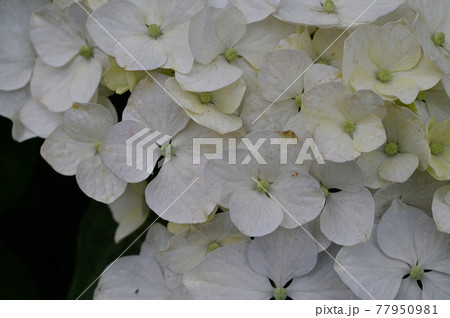 (フラワーツーリズム)紫陽花 (フラワーツーリズム)紫陽花 77950981